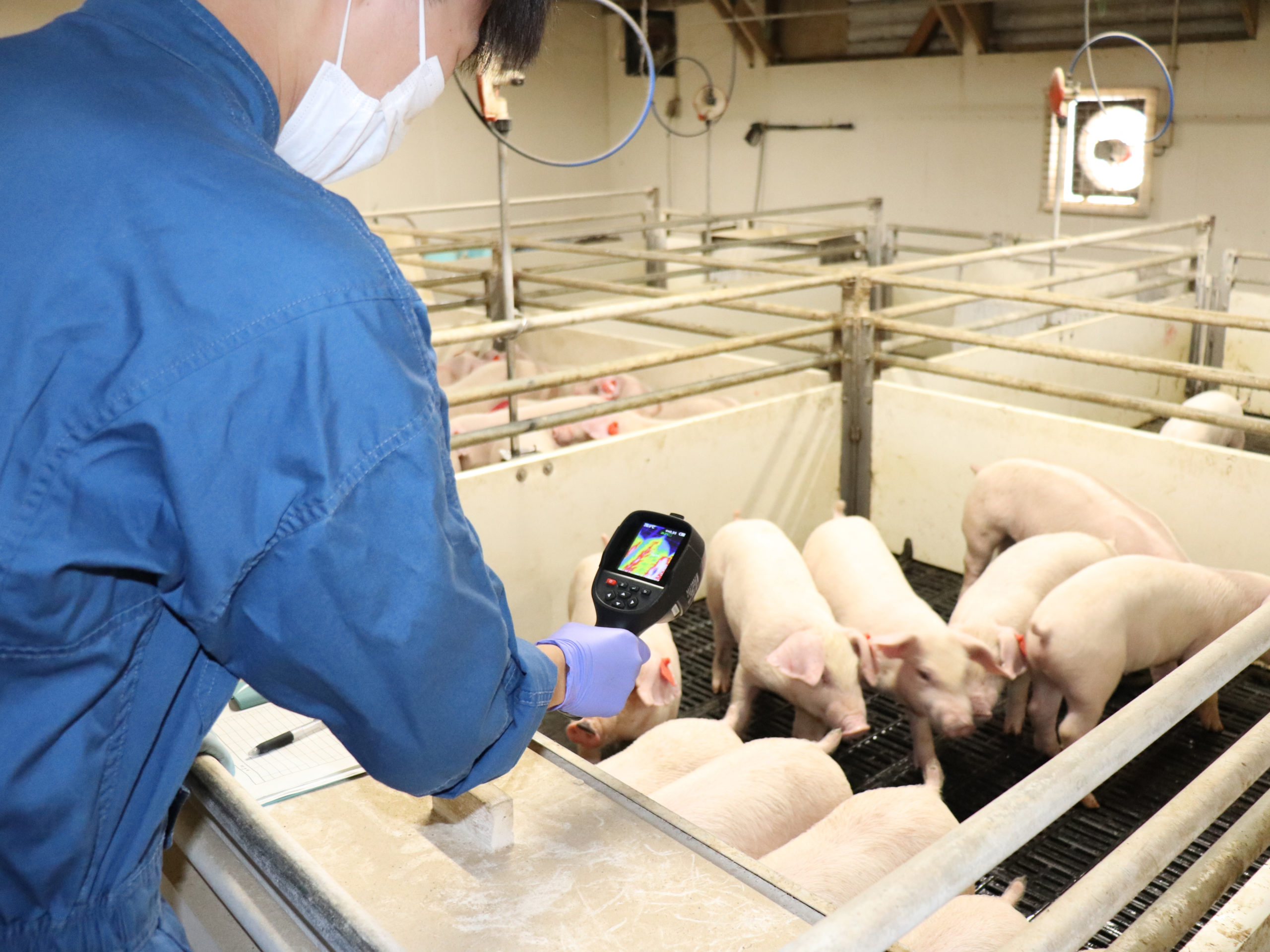 研究施設での豚の発育調査